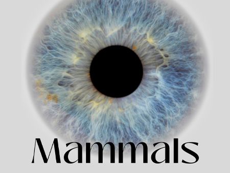MAMMALS